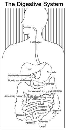 digestion