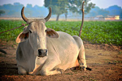 Ayurvedic basti enema