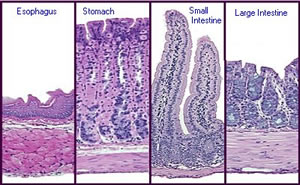 anatomy of the colon